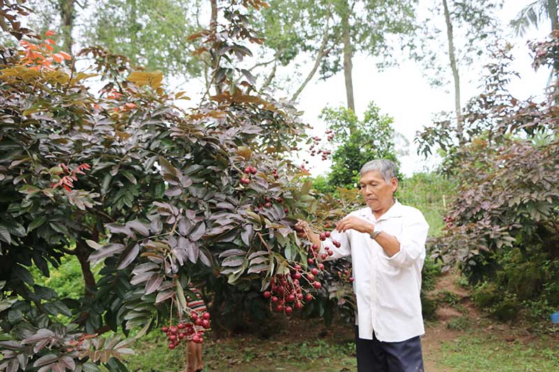 nhãn tím, độc nhất vô nhị, nhãn tím ở sóc trăng