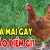 Gà mái gáy báo điềm gì?
