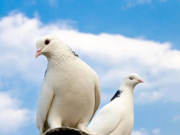 Ý nghĩa chung khi mơ thấy chim bồ câu
